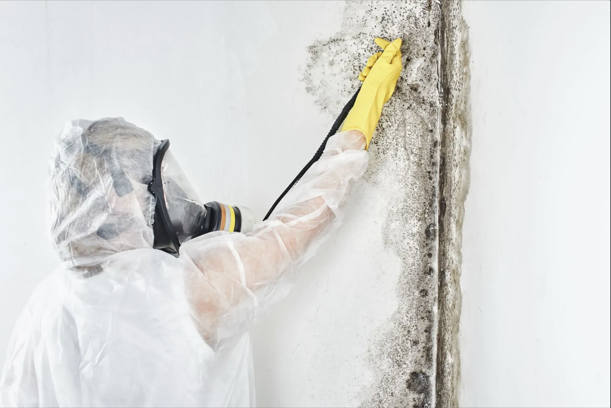 MOLD AND LEAD INSPECTION